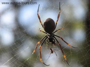 AU_fraser_Island_spider-bait_aj