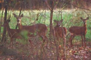 ON_rideau_deer_autumn_aj