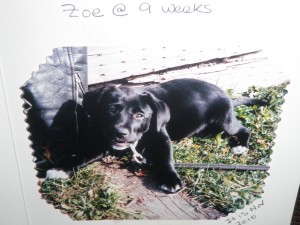 grrrrr_zoe_nine_weeks_2010