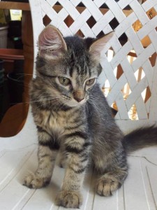 pets_adruinna_06_25_2012_sj