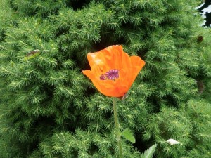 Among the Evergreens a Poppy Grows...