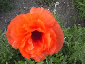poppy_can_2009_gvb