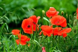 poppies_gif
