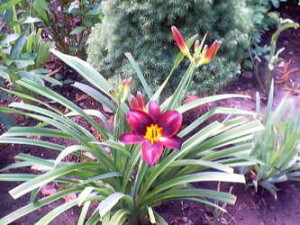 grdn_dutch_lilies_1_2006