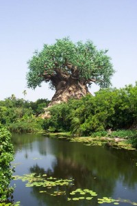 african_wondertree
