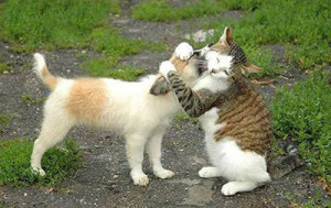 dog_cat_hug