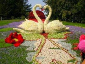 valentine_heart_swans