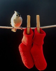 bird_red_socks
