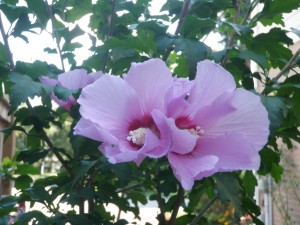 P1010551_s