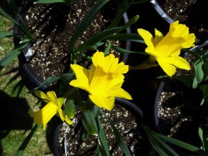 grdn_elg_daffodil_trio_2012_sj