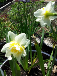 grdn_elg_daffodil_white_2012_sj