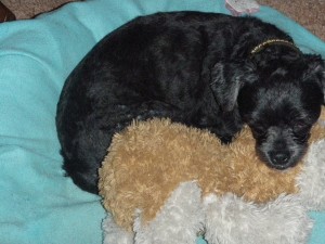 Tippy-groomed-jan-2016