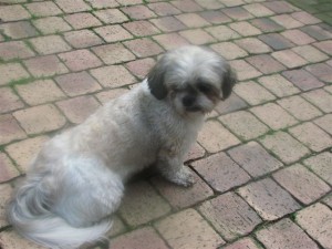 NL_dherull_grdn_path_joop_riet_vm