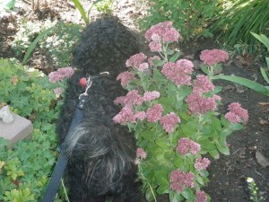 little_lion_on_guard