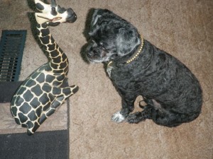 tippy_giraffe_talking