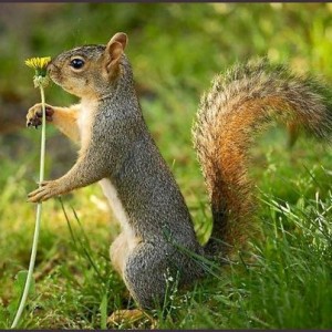 squirrel_flower