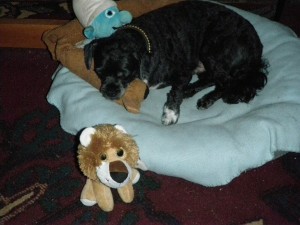 tippy_lion_taking_a-nap