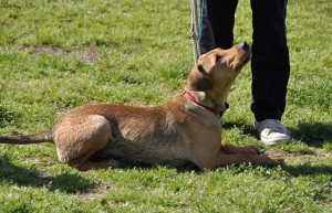 art_aj_split_ivna_2014