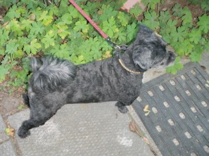 tippy_ready_to_take_action