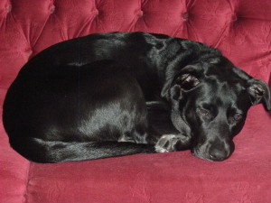 zoe_sweet_empress_-zoe_labrador_2014