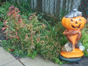 halloween_side_garden_pumpkin