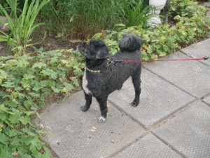 tippy_keeping_an_eye_on_the_critters