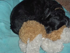 tippy_puppy_playmate