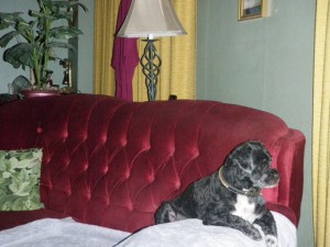 tippy_on_alert