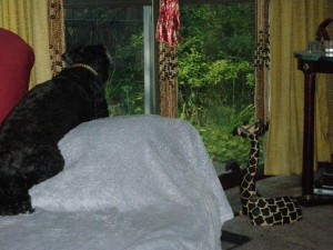 tippy_giraffe_look_out