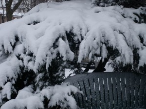 grdn_baby_its_cold
