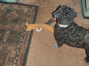 tippy_ready_for-a_walk