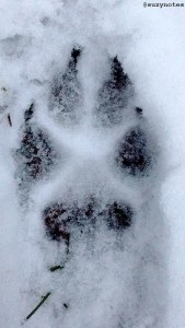 Nov25-16_CoyoteXTrack-sn