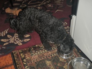 tippy_dinner_time