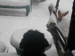 tippy_snowy_look_out_2017