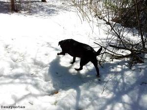 Apr2-15_SnowInspection-sn