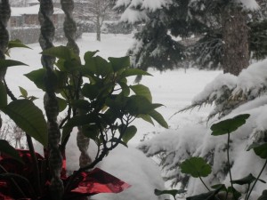 grdn_winter_2016_2017_frnt_2