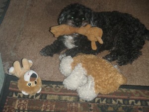 tippy_aka_little_lion