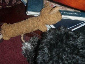 tippy_musical_puppy_book_lovers