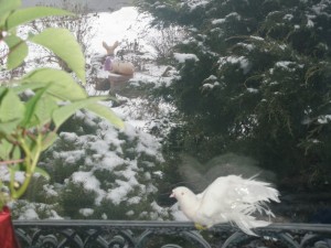 grdn_winter_2016_2017_frnt