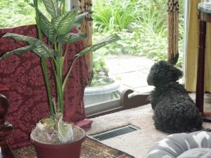 little_lion_look-out_tippy_may_2017