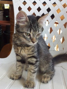 pets_adruinna_06_25_2012_sj